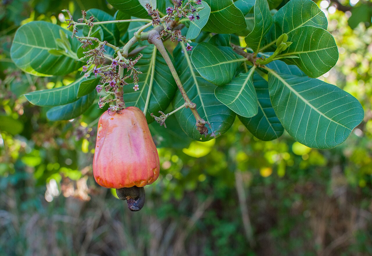 Nigeria Keeps the Cashew Nut, Dumps the Fruit