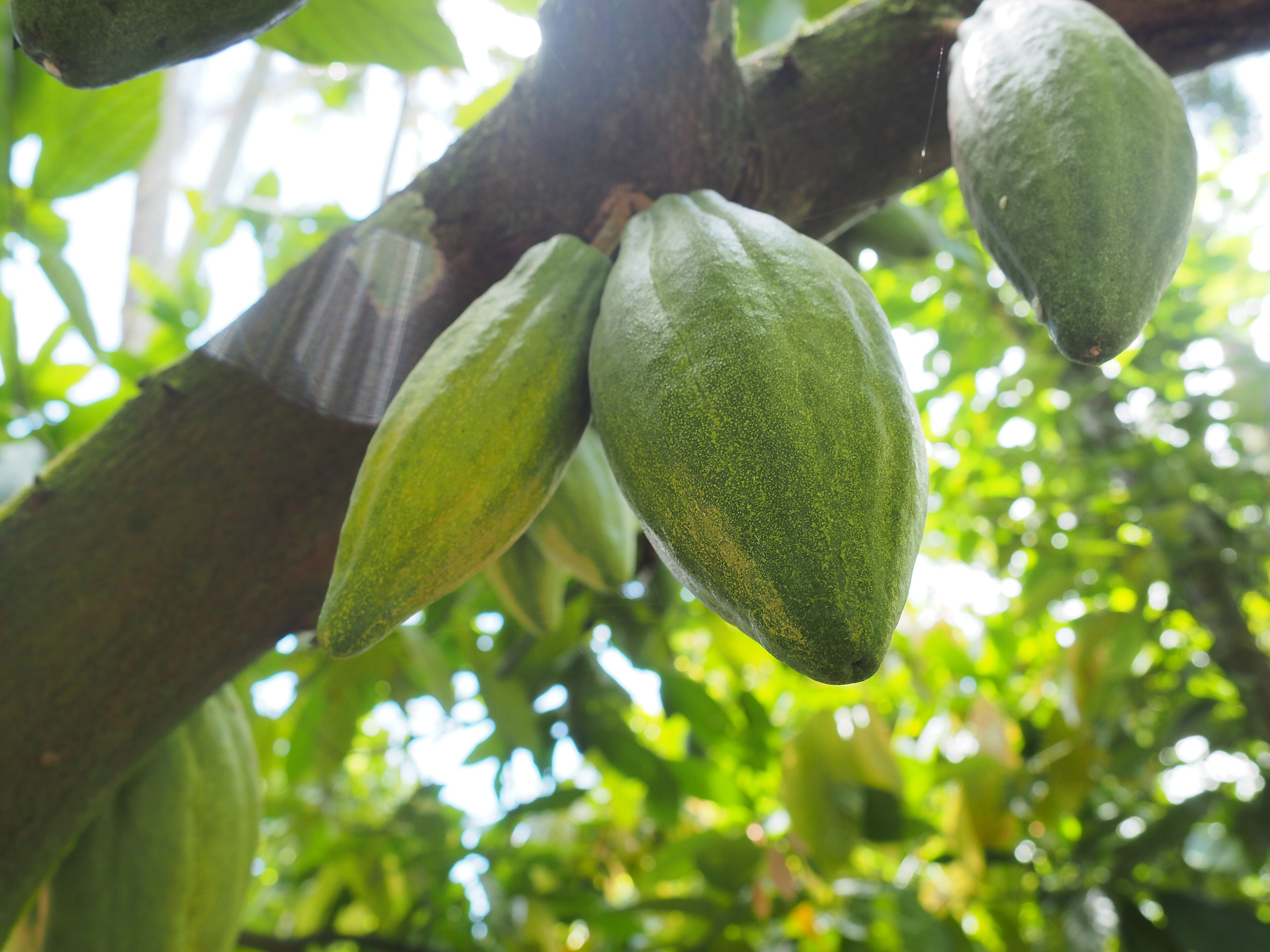 EU Forest Rules Rattle Cocoa Exports