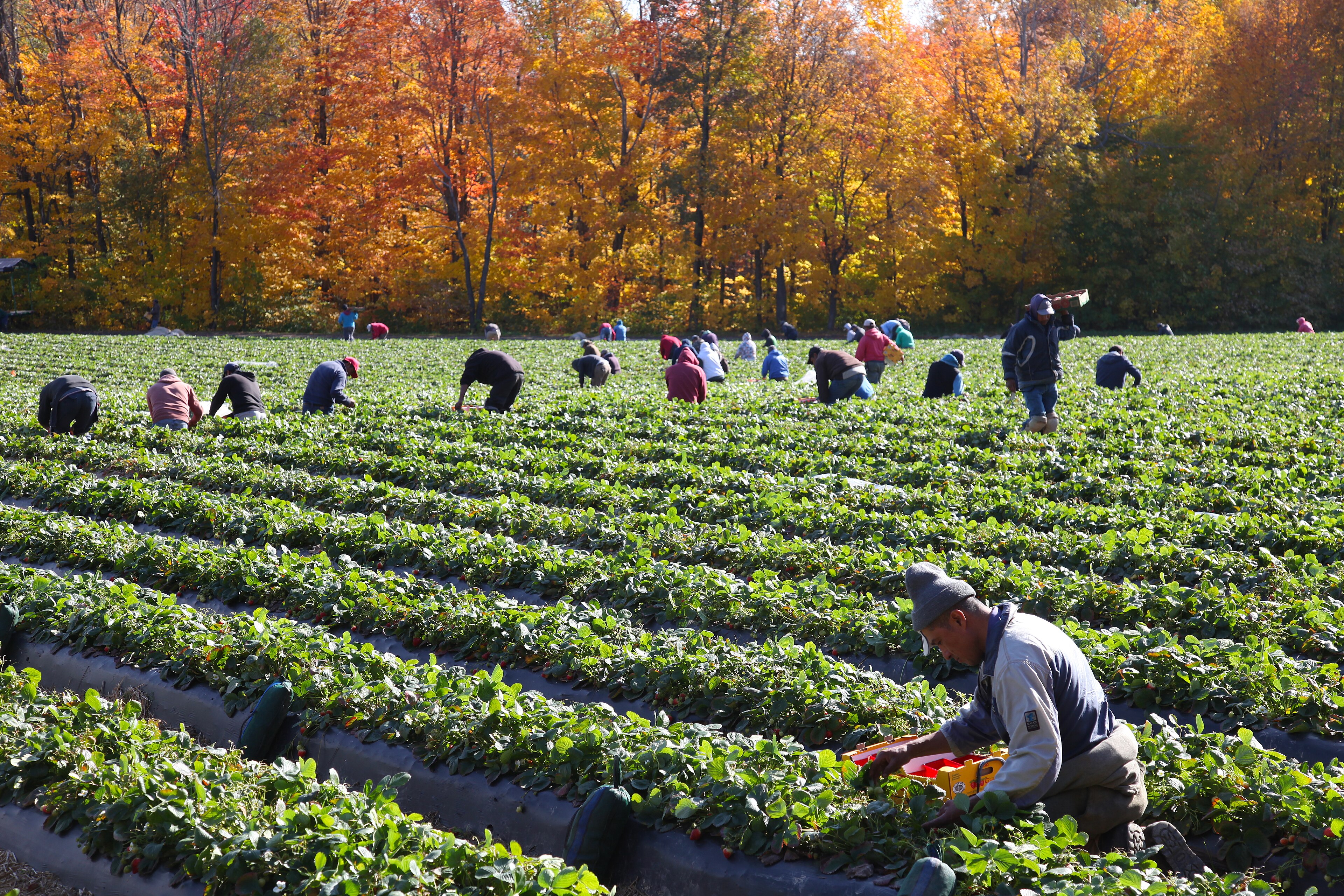 Farmers May Soon Borrow Against Their Harvest