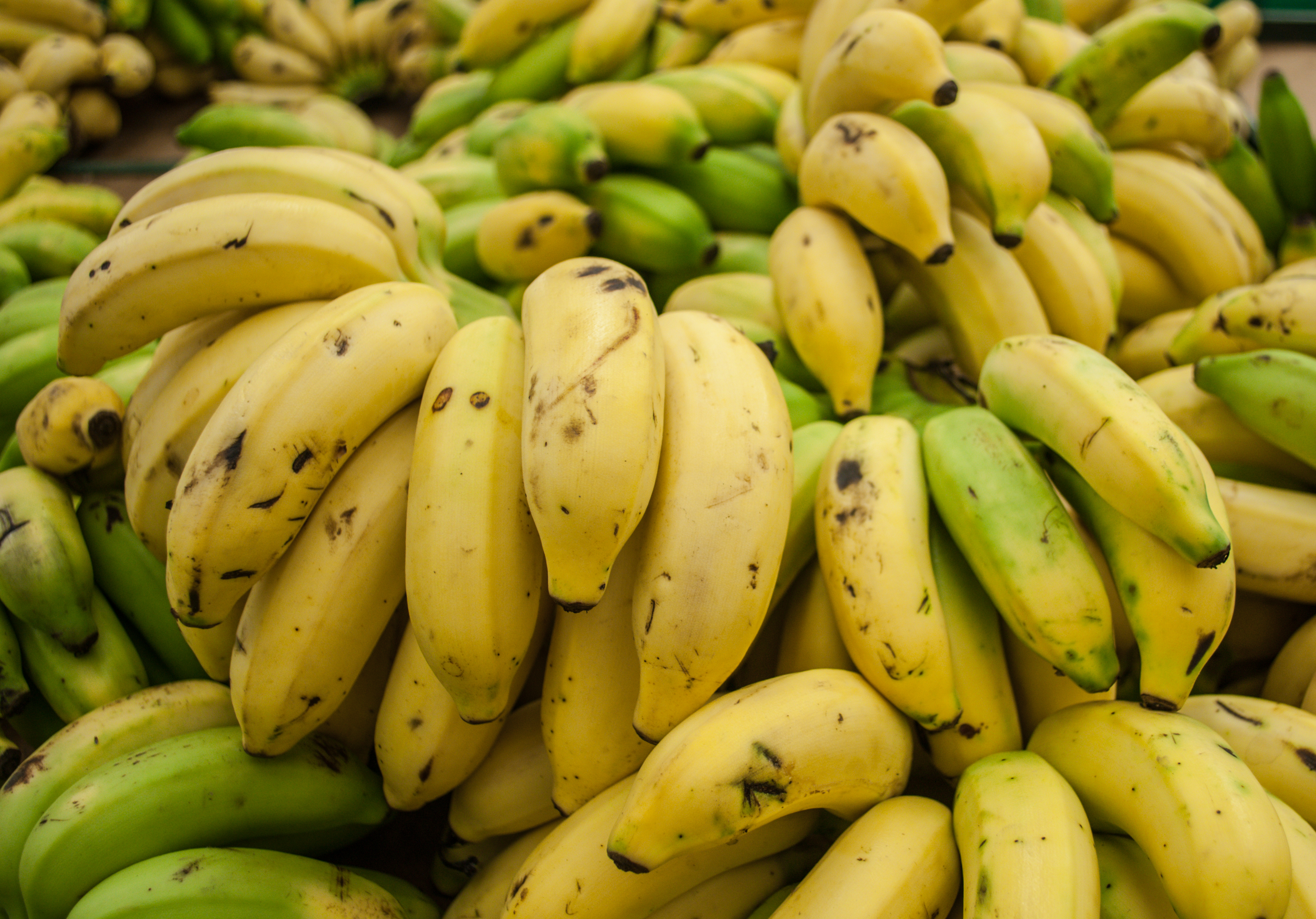 A Fungus Stalks the World's Bananas