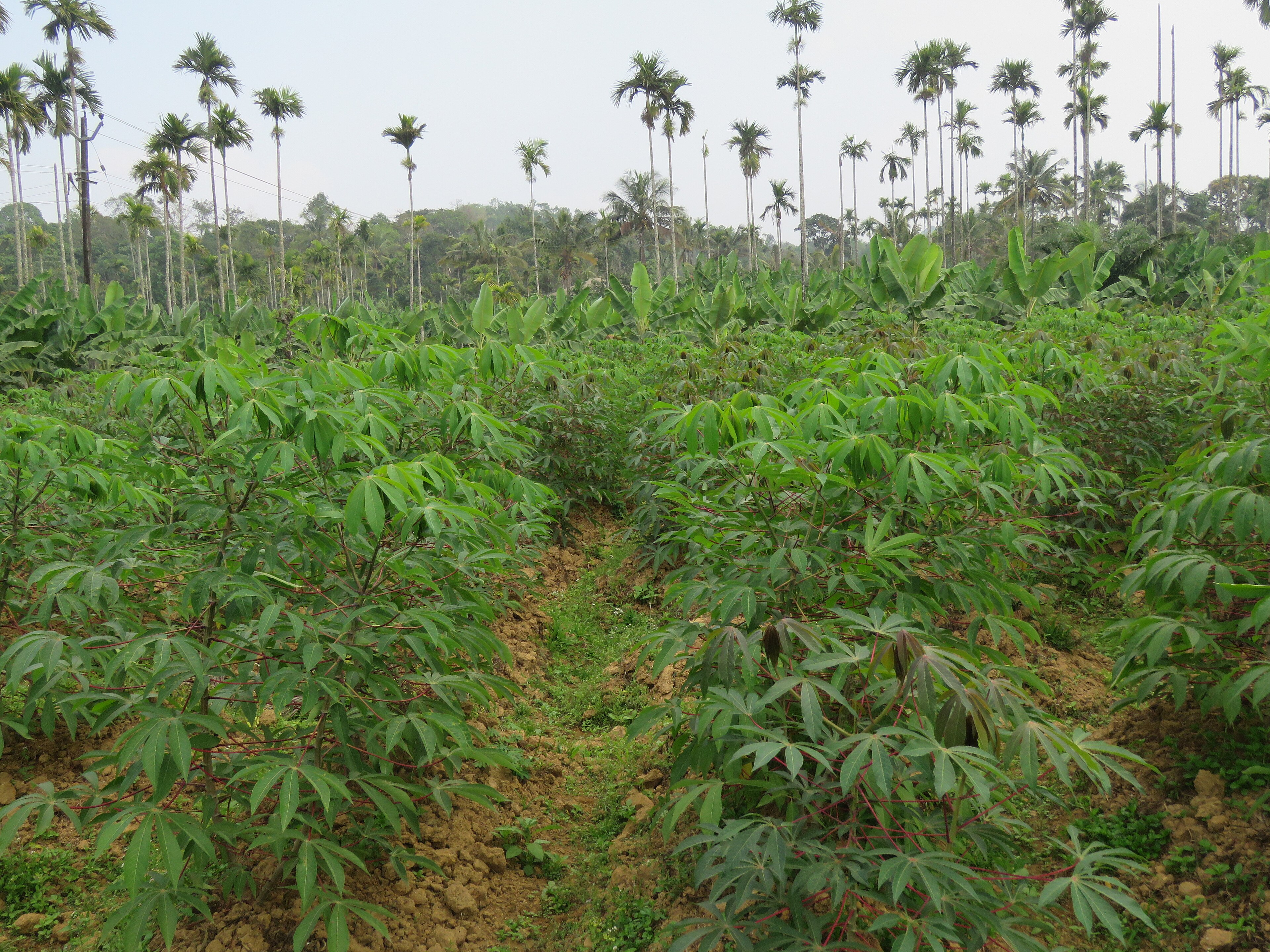 GBFoods Backs ₦150 Million Cassava Plant in Akwa Ibom