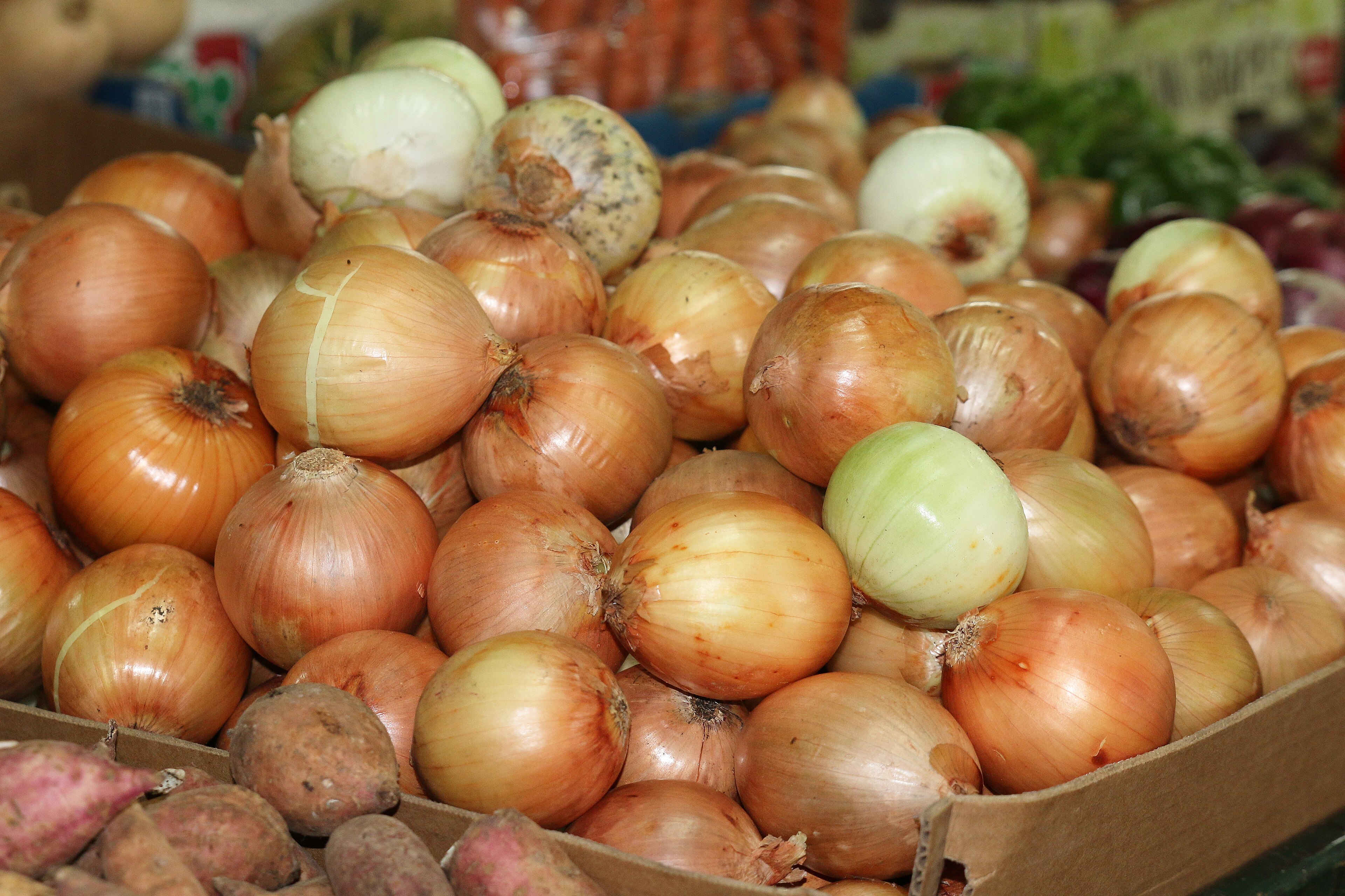 Onion Supply Holds Firm as Producers Promise Steady Prices