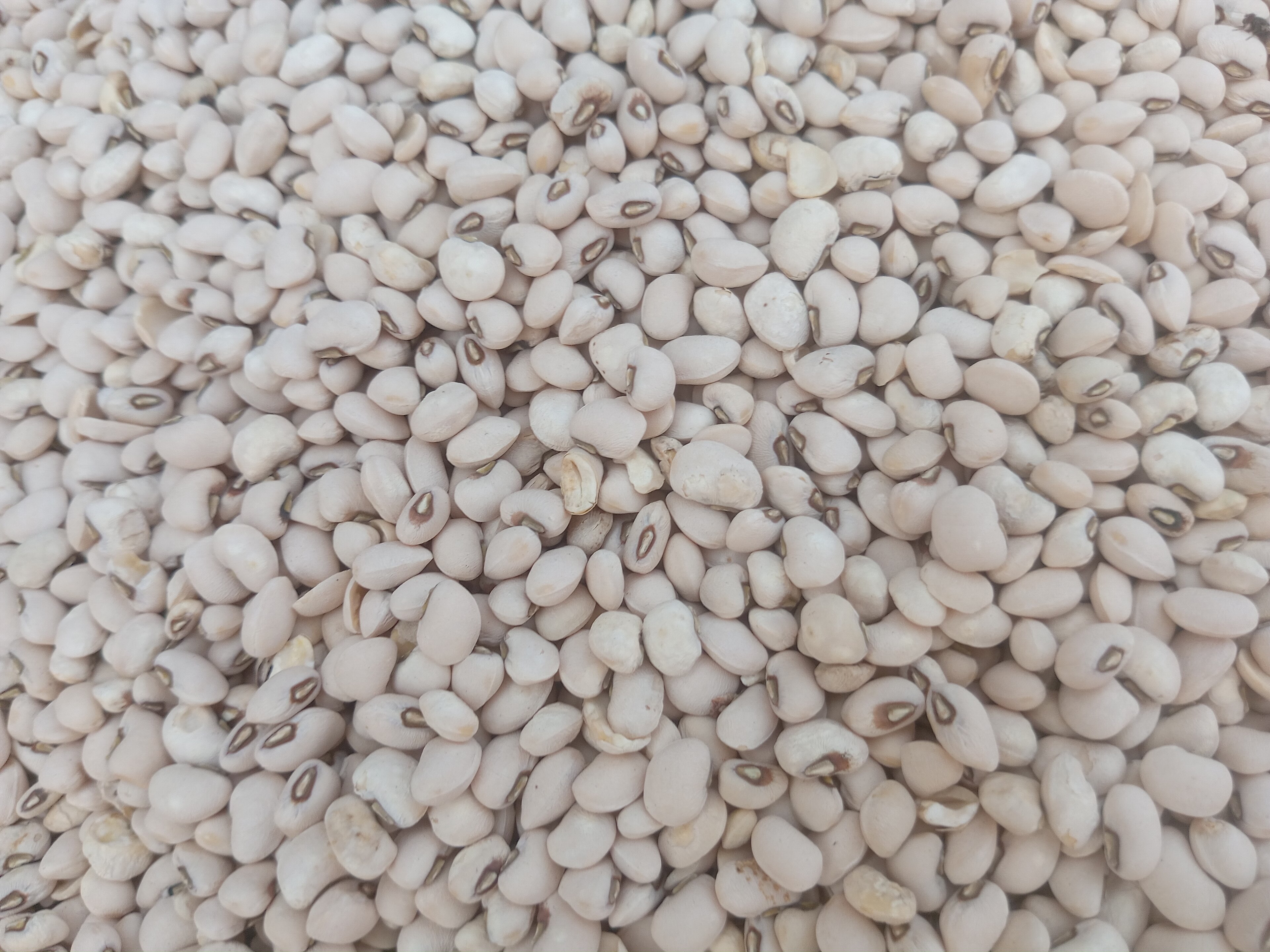 Ajah Market Adds Basmati, White Beans and 25kg Bags to Its June Price Board
