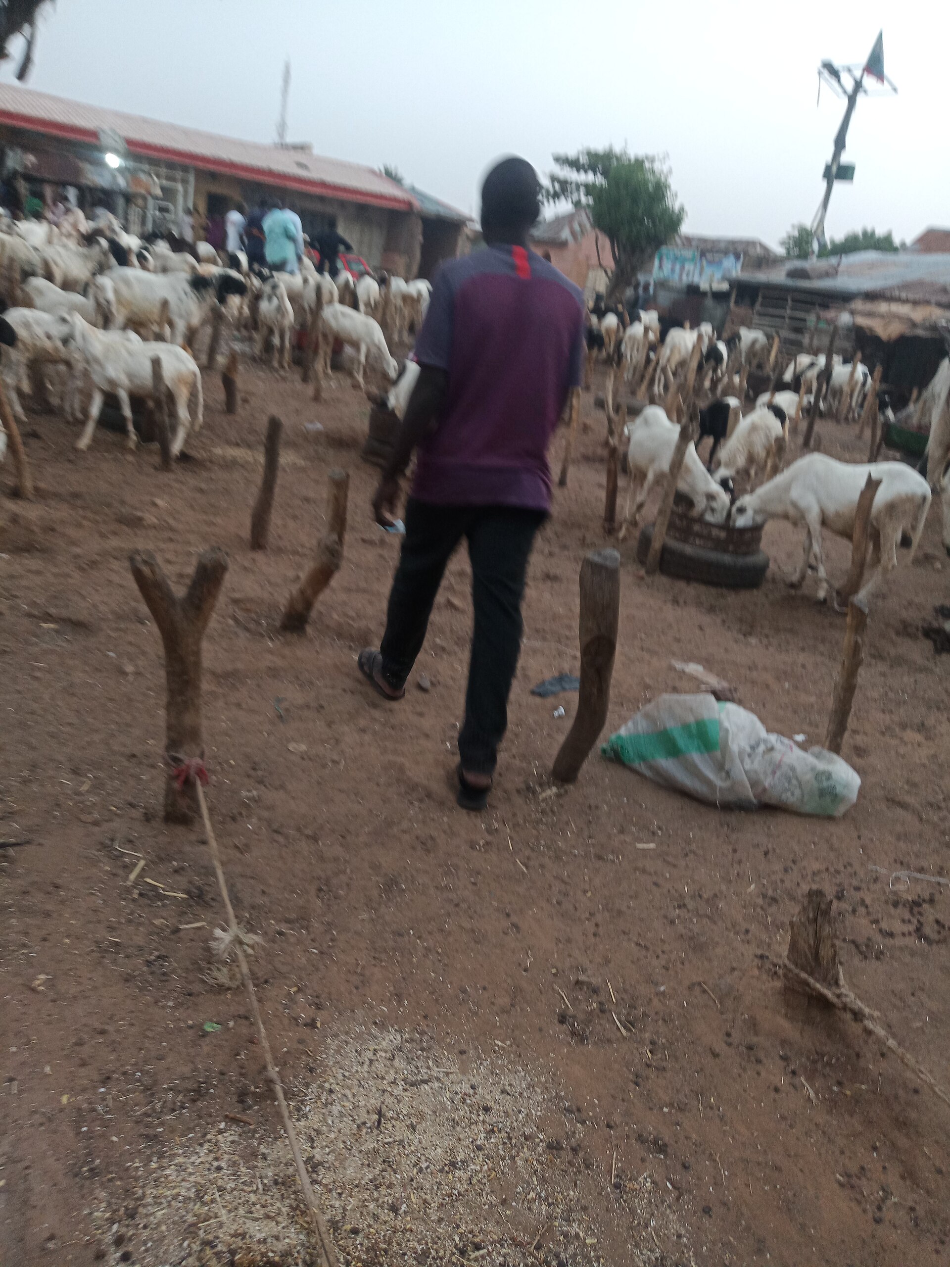 Plateau Bids to Become Nigeria's Livestock Capital
