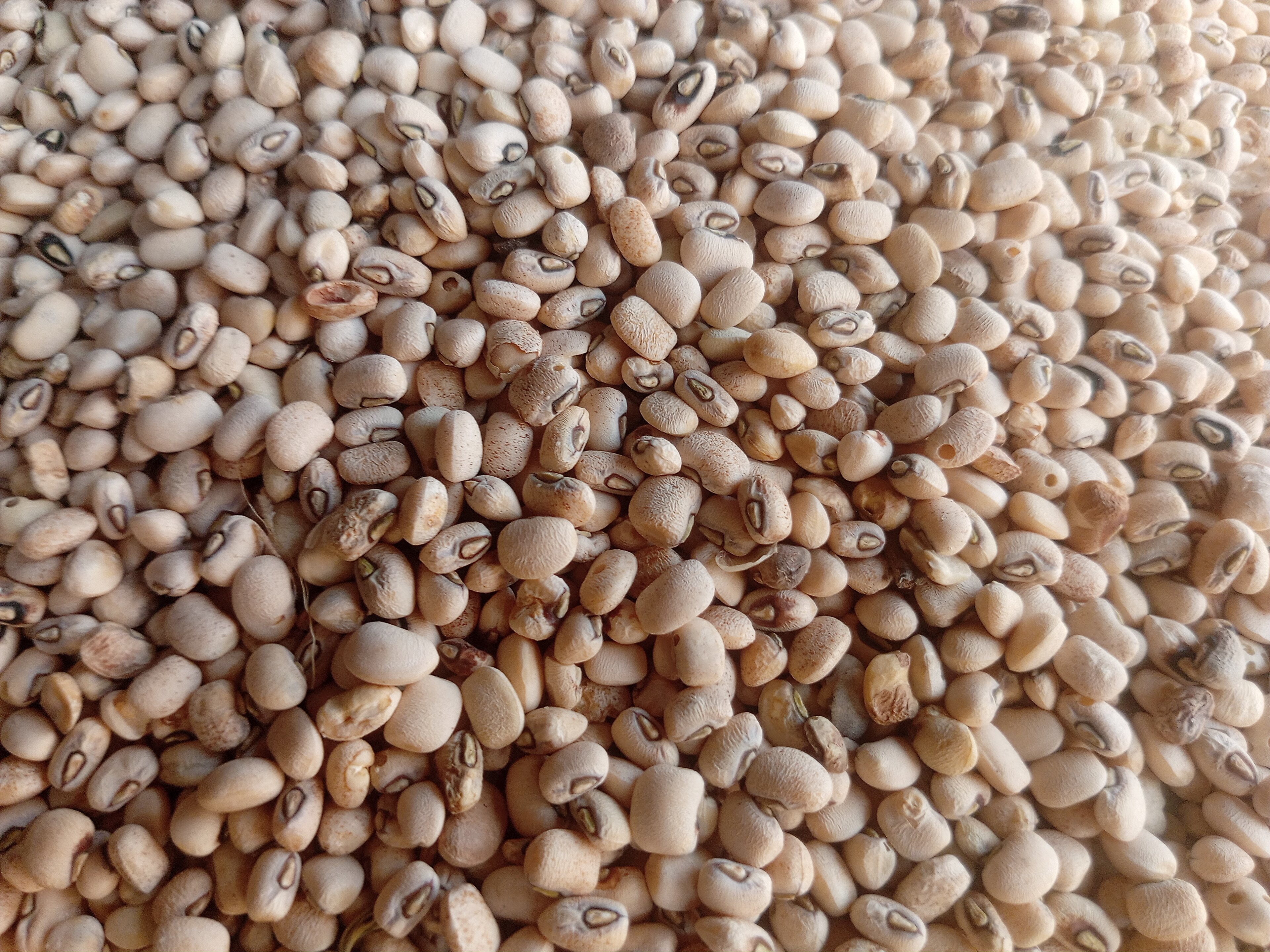 Ajah Market Oloyin Beans Peak at N80,000 a Bag in February, Ease to N70,000 by June
