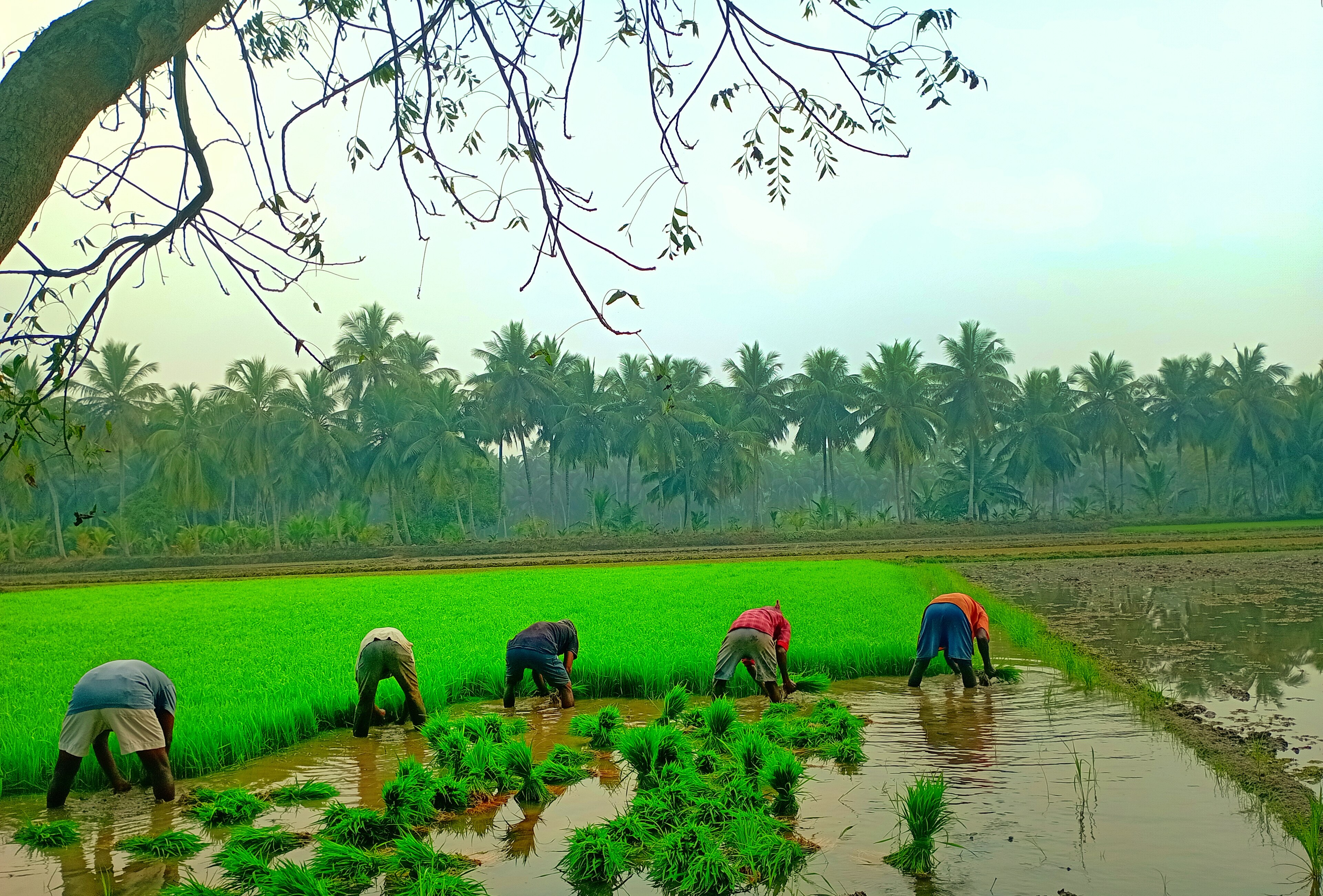 Cadre Harmonisé Puts 6.4 Million People in Nigeria's North East at Crisis Level or Worse, With 96 Per Cent of the Agricultural Response Still Unfunded