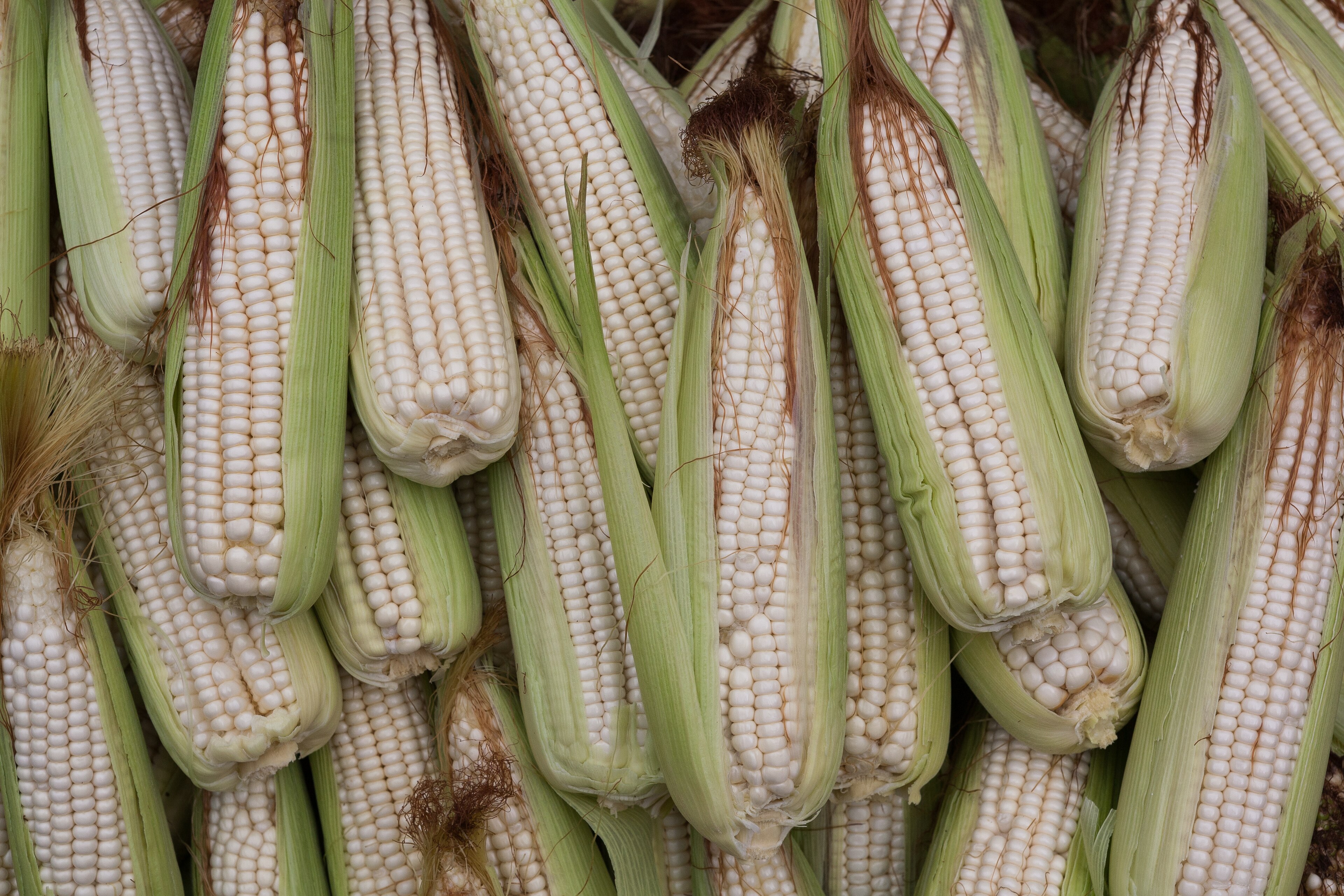 The World Grew a Mountain of Corn