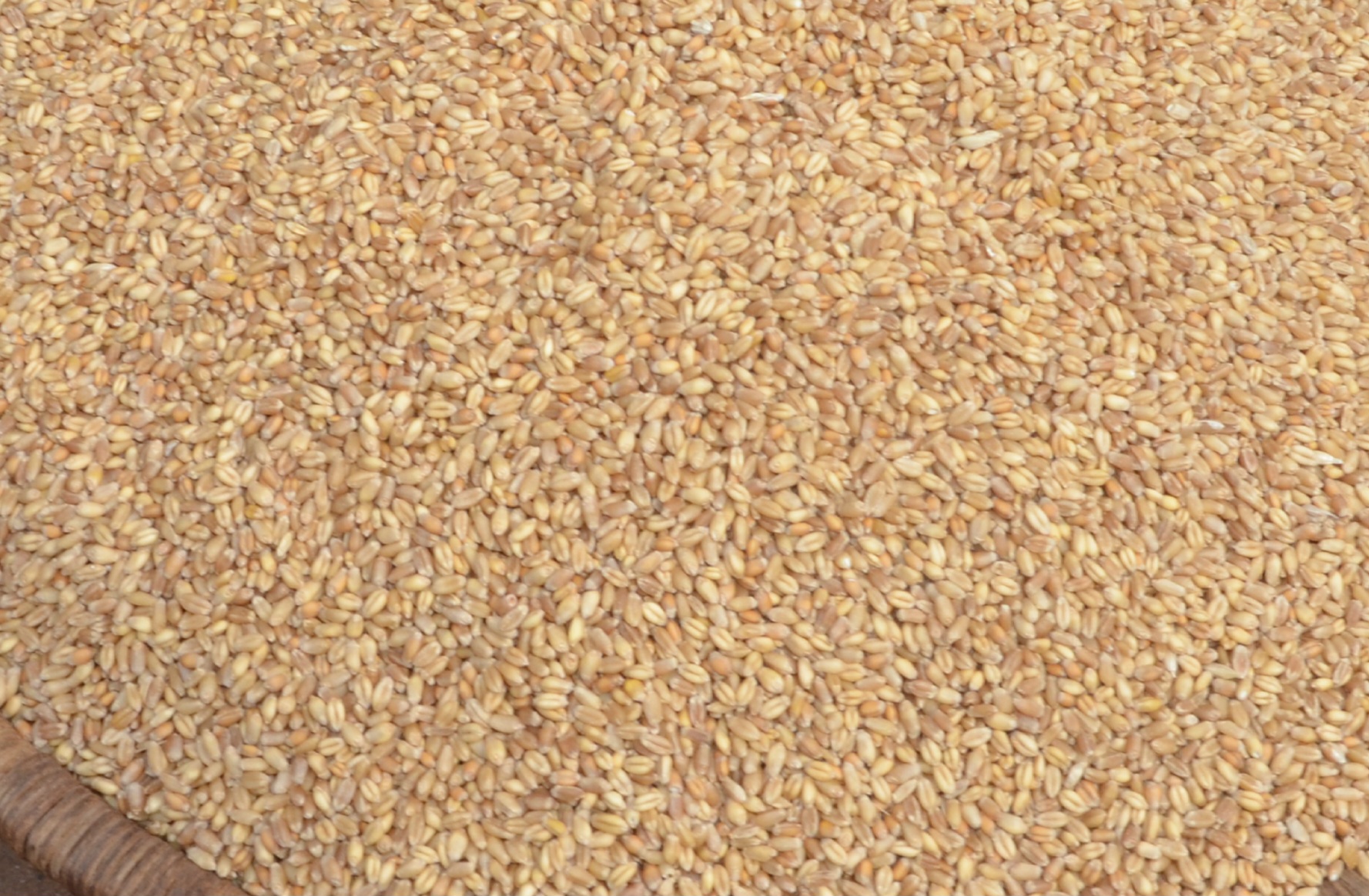 Big Wheat Harvest, Stubborn Prices