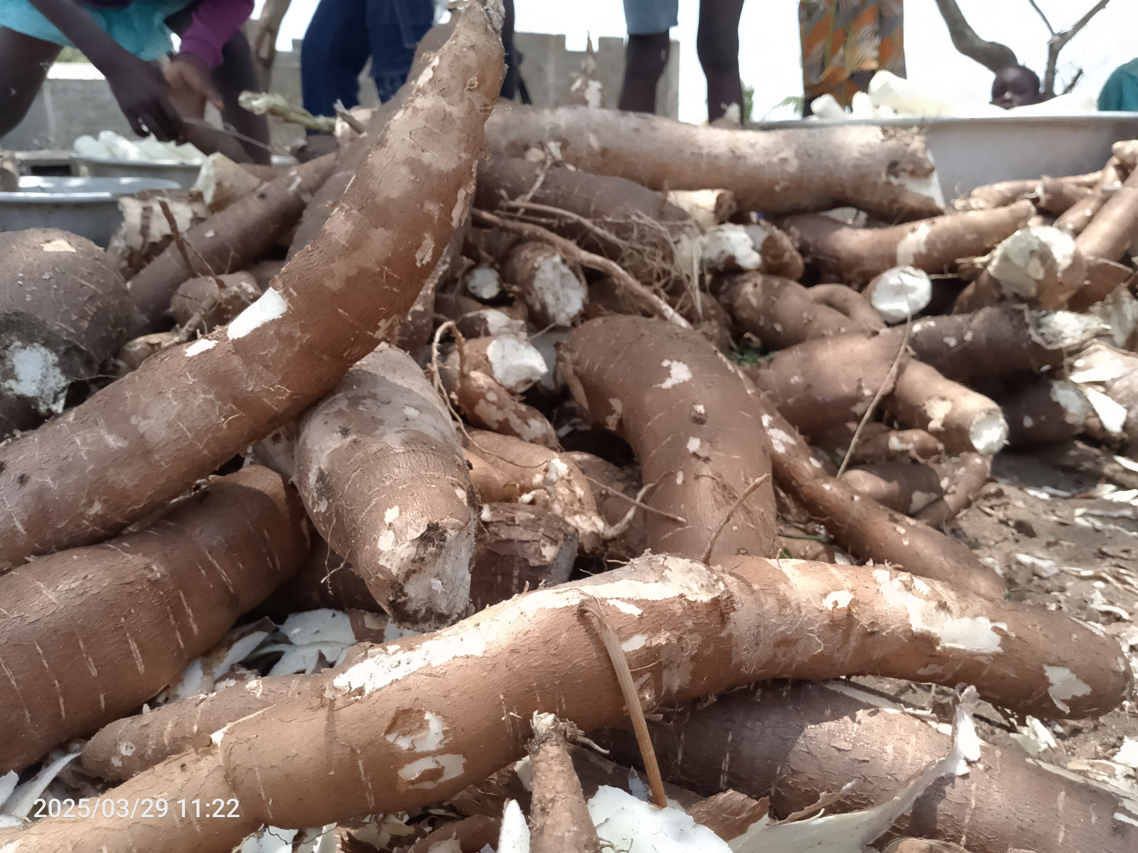 Asia's Cassava Squeeze Lifts Starch Prices