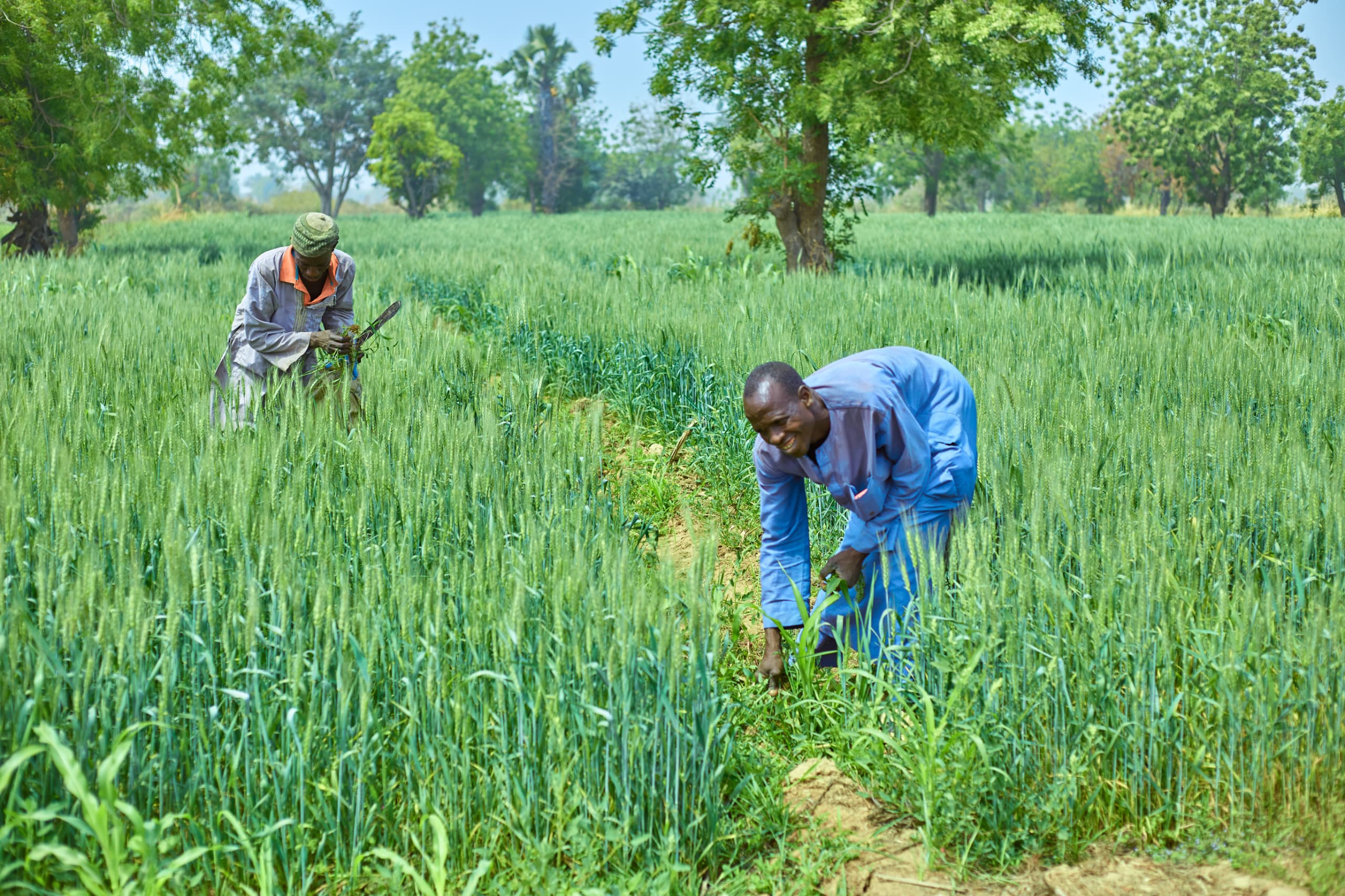 Paddy Price Crash Pushes Rice Farmers to Quit
