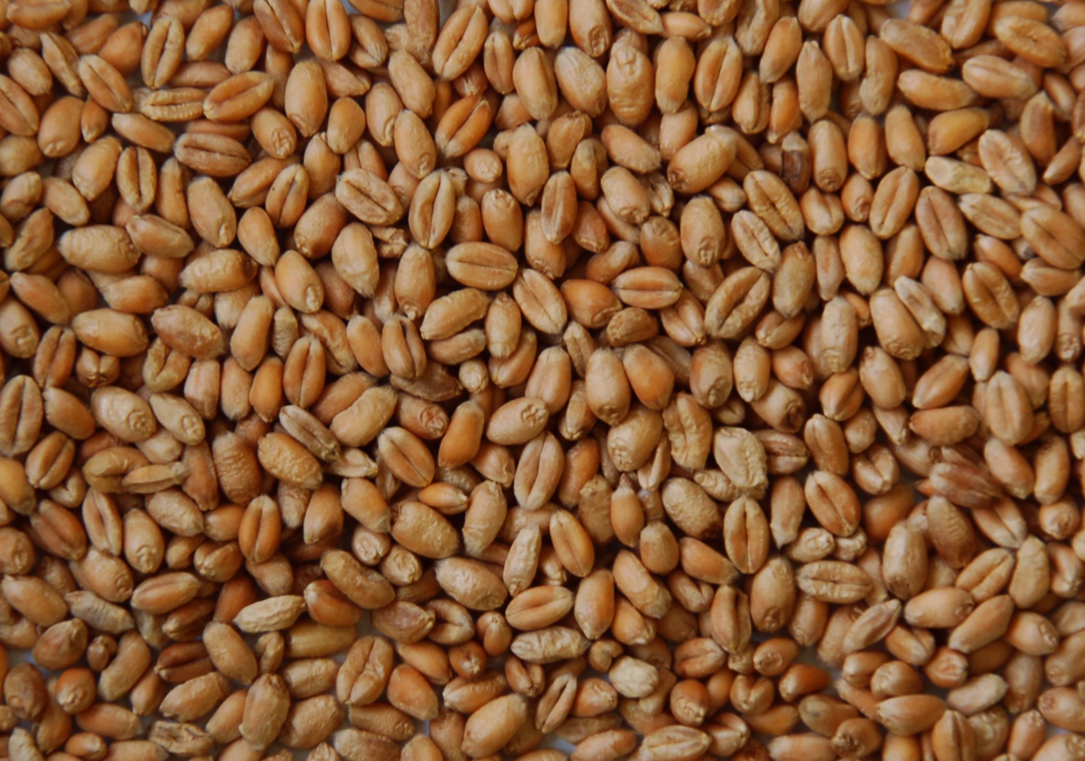 Black Sea Glut Pulls Wheat Lower