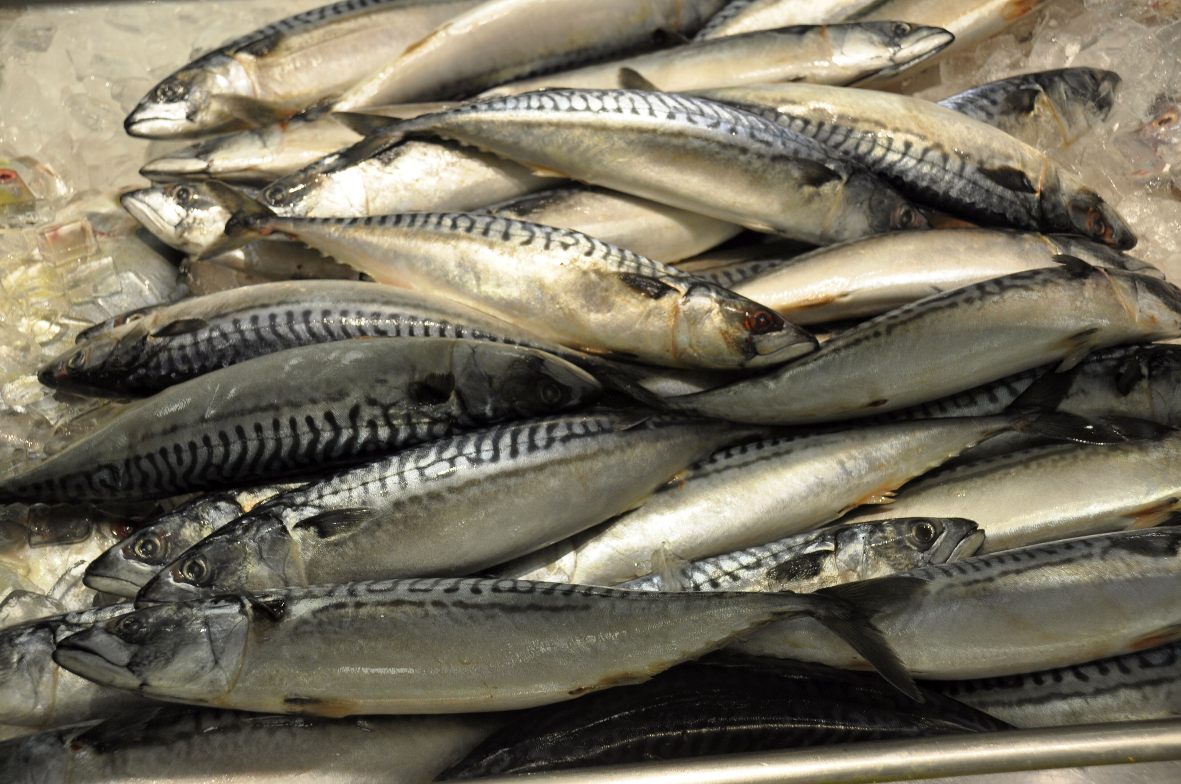 A Quota Cut Squeezes Africa's Mackerel